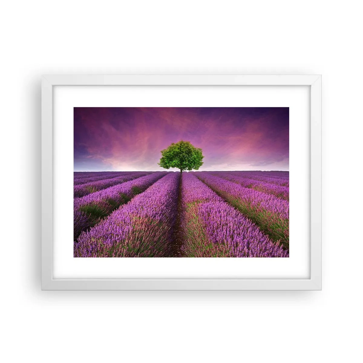 Affiche dans un cadre blanc - Poster - Dans un champs de lavande - 40x30 cm