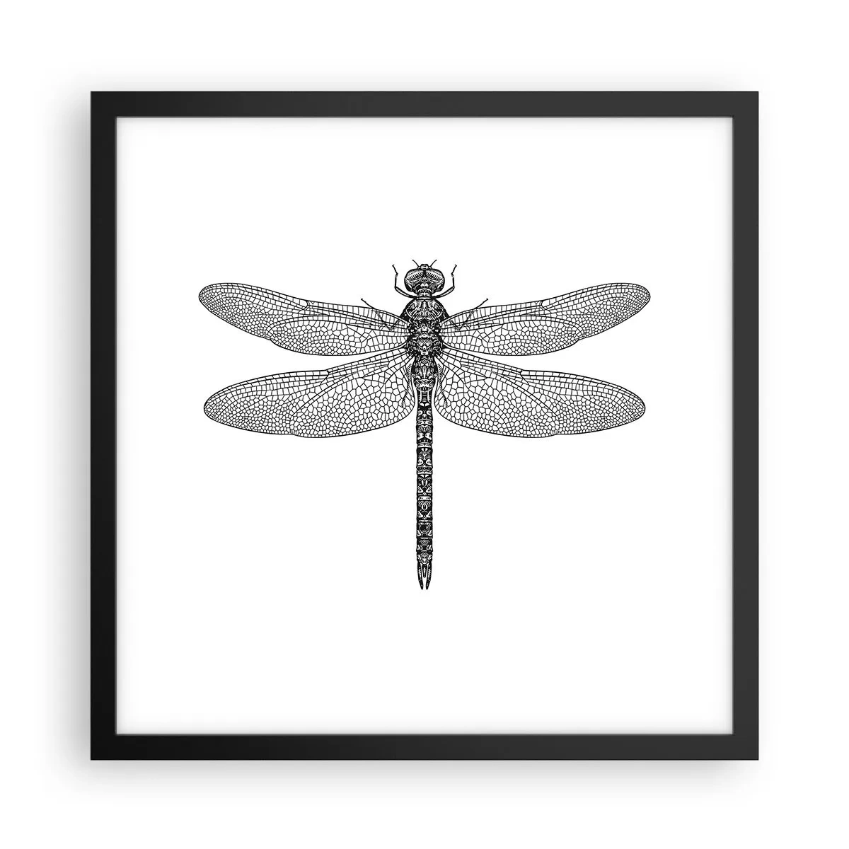 Affiche dans un cadre noir - Poster - Précision de la nature - 40x40 cm