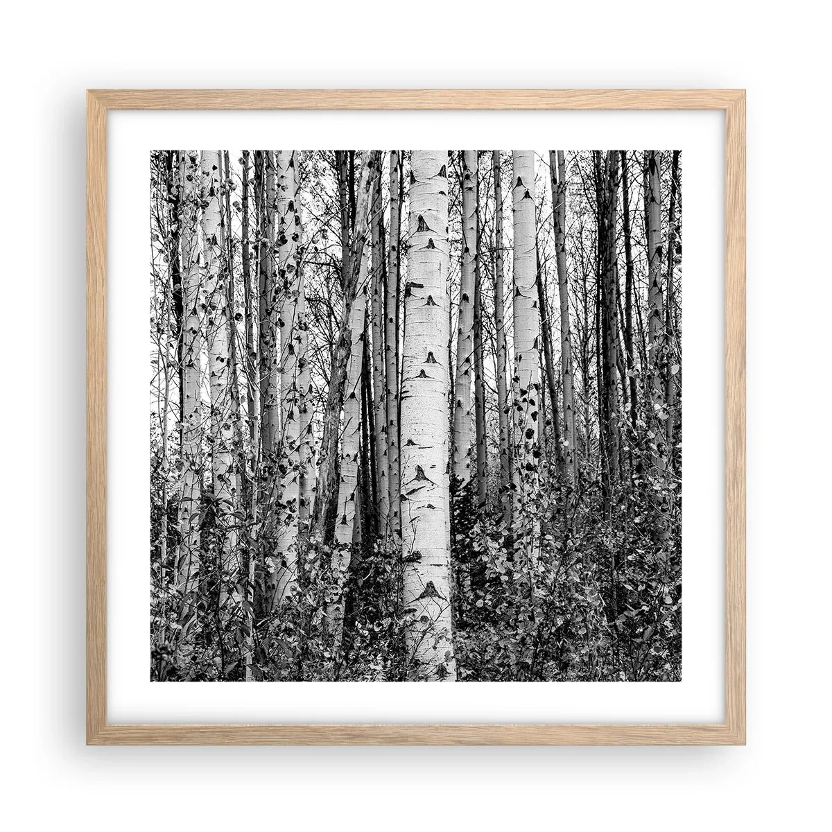 Affiche dans un chêne clair - Poster - Enchevêtrement de bouleau - 50x50 cm
