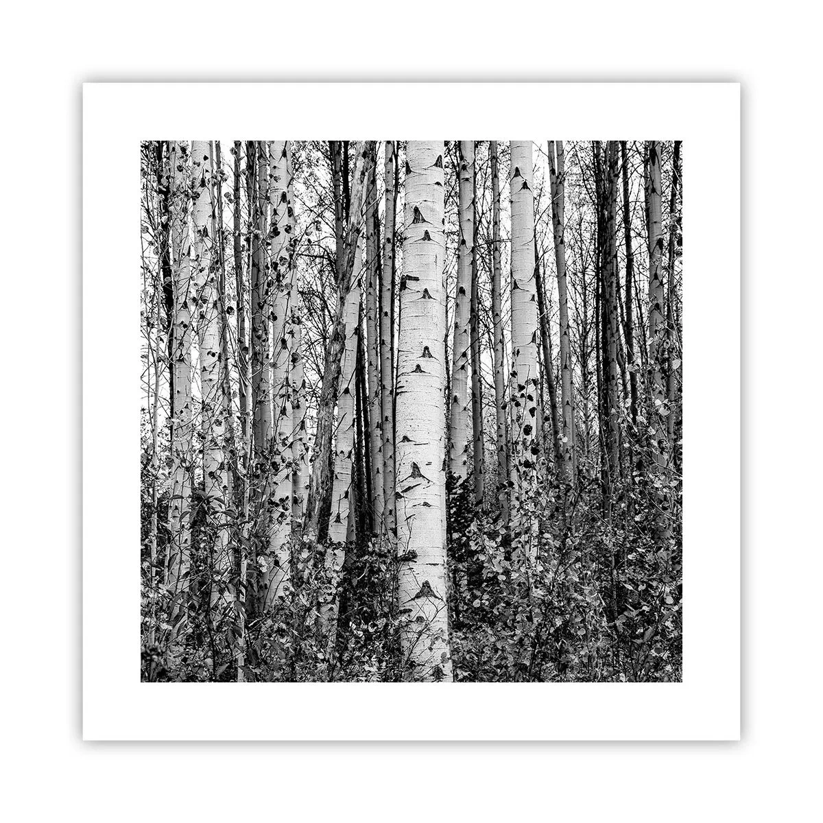 Affiche - Poster - Enchevêtrement de bouleau - 40x40 cm