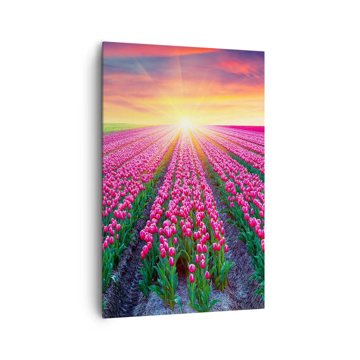 Impression sur toile - Image sur toile - Un champ de tulipes au coucher du soleil - 80x120cm - Ferme de la beauté - Décoration murale moderne pour le salon et la chambre ARTTOR