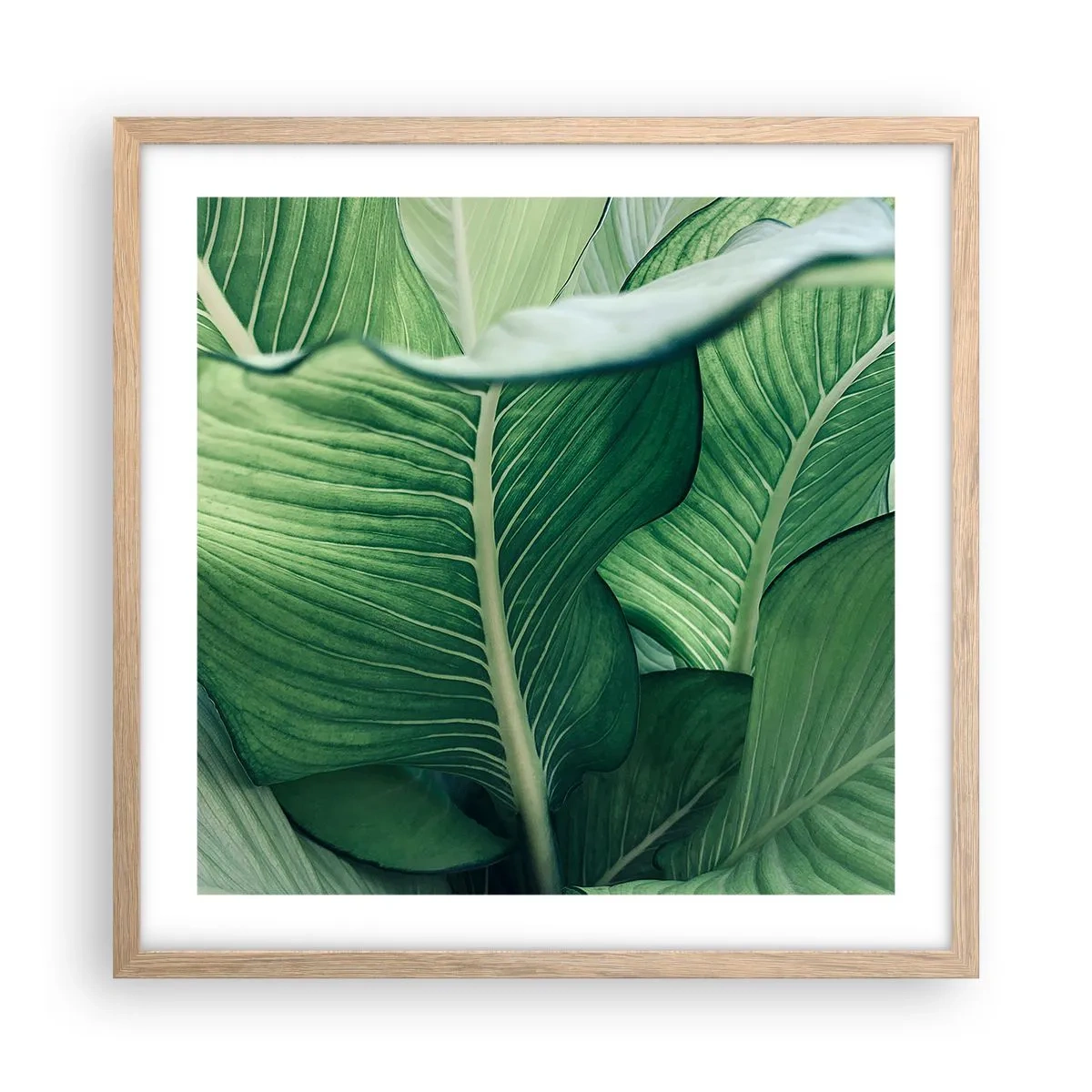 Affiche dans un chêne clair - Poster - Une vie intensément verte - 50x50 cm