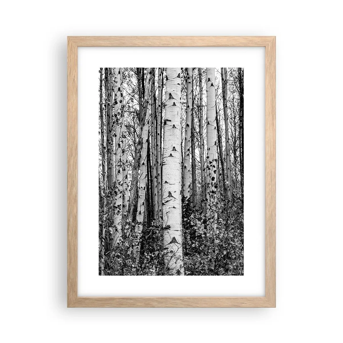 Affiche dans un chêne clair - Poster - Enchevêtrement de bouleau - 30x40 cm