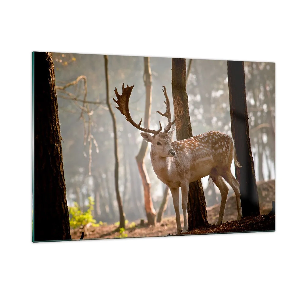 Impression sur verre - Image sur verre - Un cerf dans la forêt entouré de brouillard matinal - 120x80cm - La lumière de la jeunesse - Décoration murale moderne pour le salon et la chambre ARTTOR