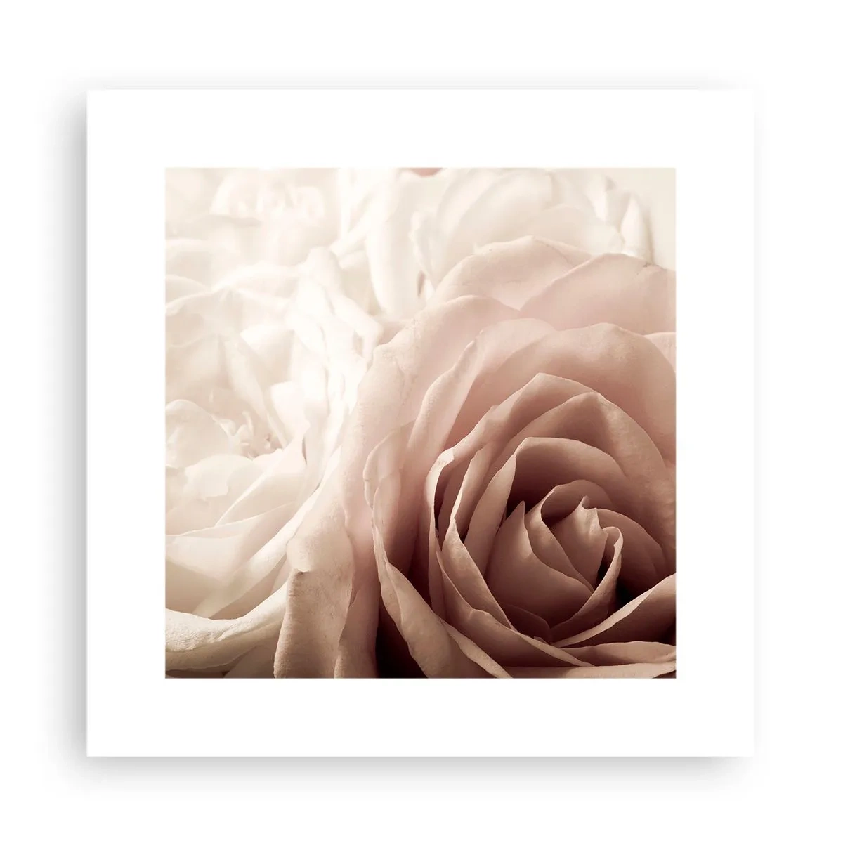 Affiche - Poster - Au coeur d'ue la rose - 30x30 cm