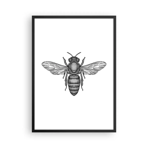 Affiche dans un cadre noir - Poster - Illustration précise d'une abeille sur fond blanc - 50x70cm - Portrait d'insecte - Décoration murale moderne pour le salon et la chambre ARTTOR