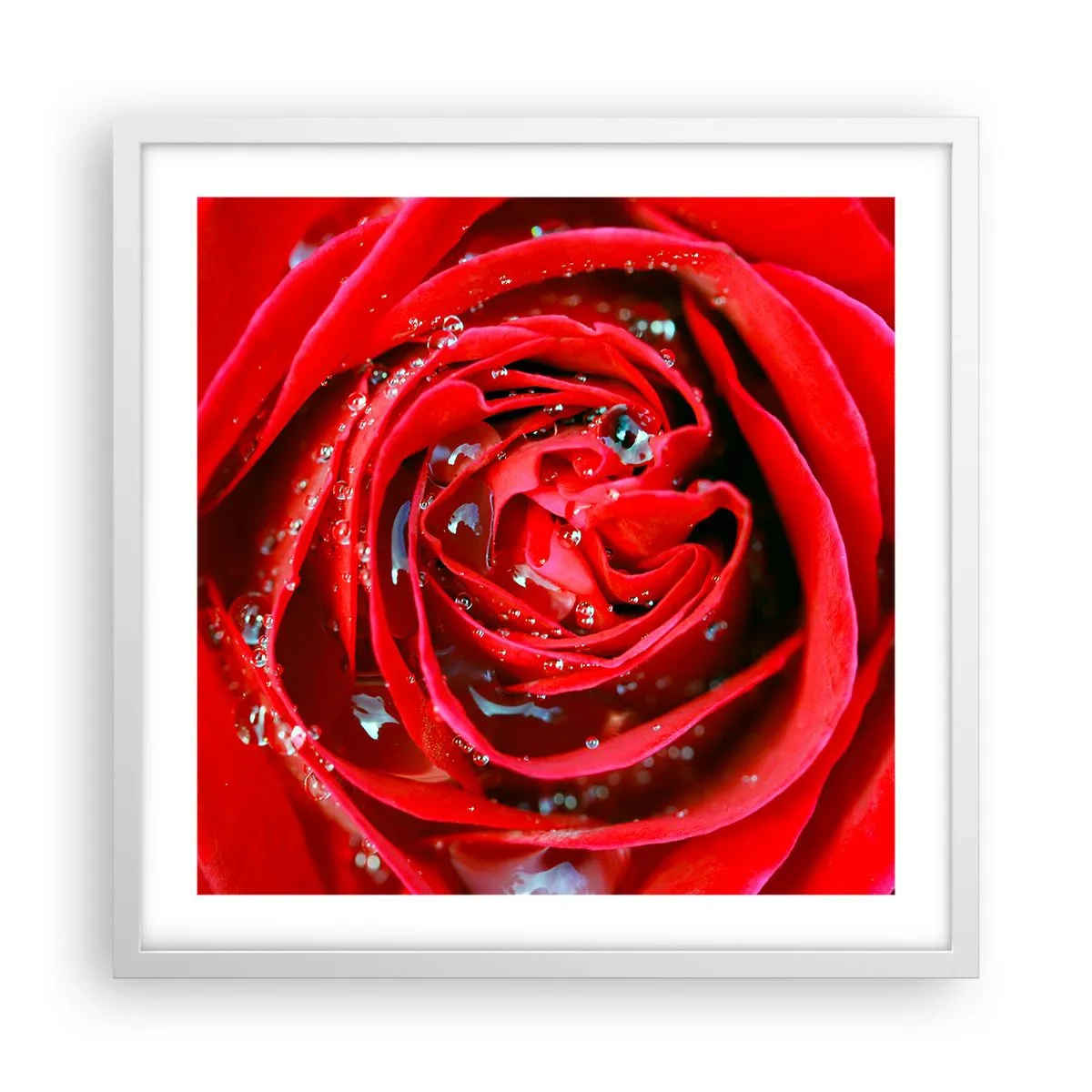 Affiche dans un cadre blanc - Poster - Dans les gouttes de rosée - 50x50 cm