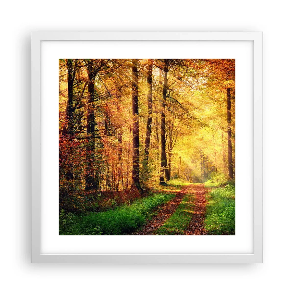 Affiche dans un cadre blanc - Poster - Silence d'or en forêt - 40x40 cm