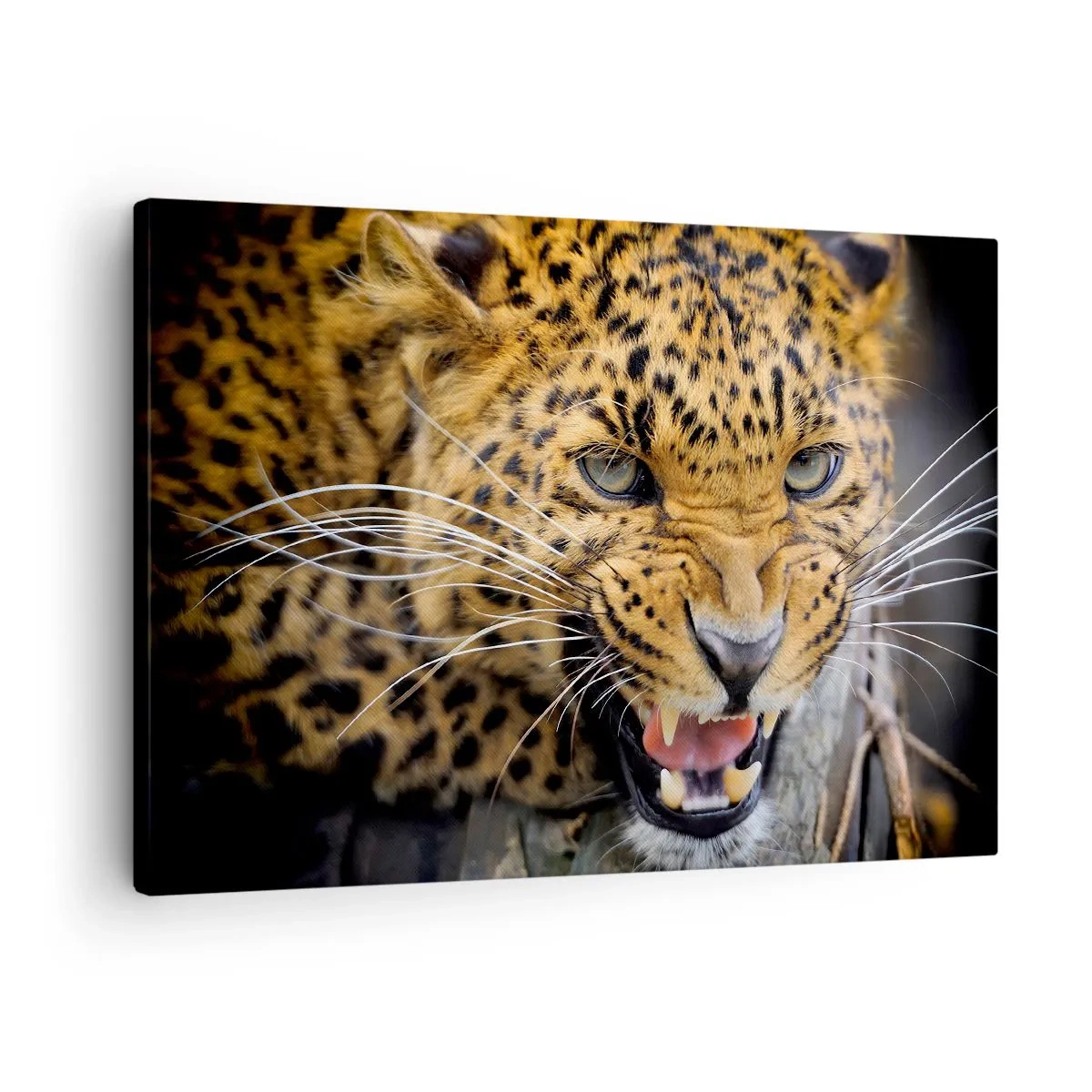 Impression sur toile - Image sur toile - Gros plan d'un léopard menaçant avec ses crocs découverts. - 70x50cm - Reste en retrait, je te préviens ! - Décoration murale moderne pour le salon et la chambre ARTTOR