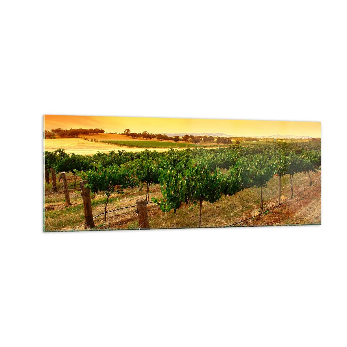 Impression sur verre - Image sur verre - Vignes dans une plantation au coucher du soleil doré - 140x50cm - S'abreuver du soleil - Décoration murale moderne pour le salon et la chambre ARTTOR
