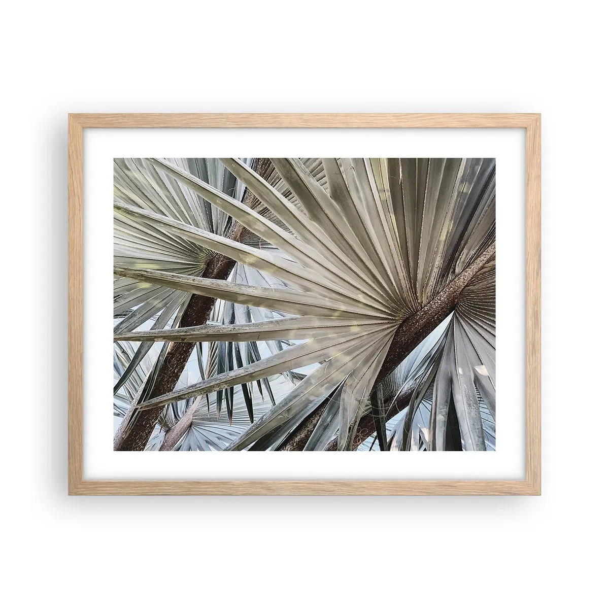 Affiche dans un chêne clair - Poster - Evantail sous les tropiques - 50x40 cm