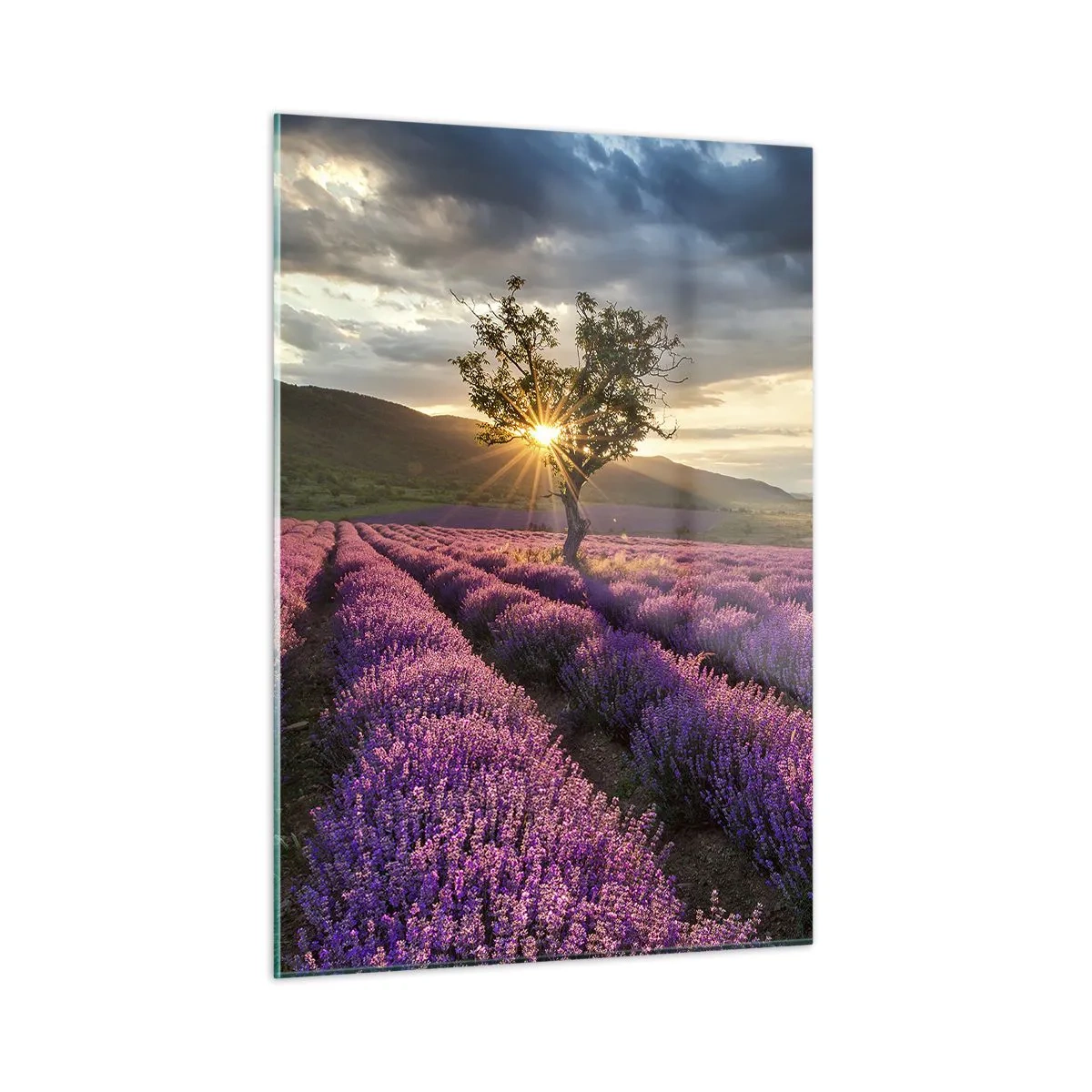 Impression sur verre - Image sur verre - Un champ de lavande avec un arbre solitaire dans les rayons du soleil couchant - 50x70cm - Arôme de couleur lilas - Décoration murale moderne pour le salon et la chambre ARTTOR