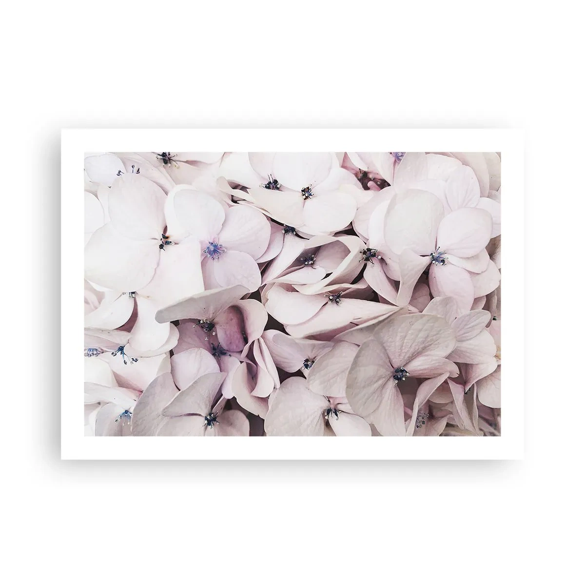 Affiche - Poster - Dans un flot de fleurs - 70x50 cm