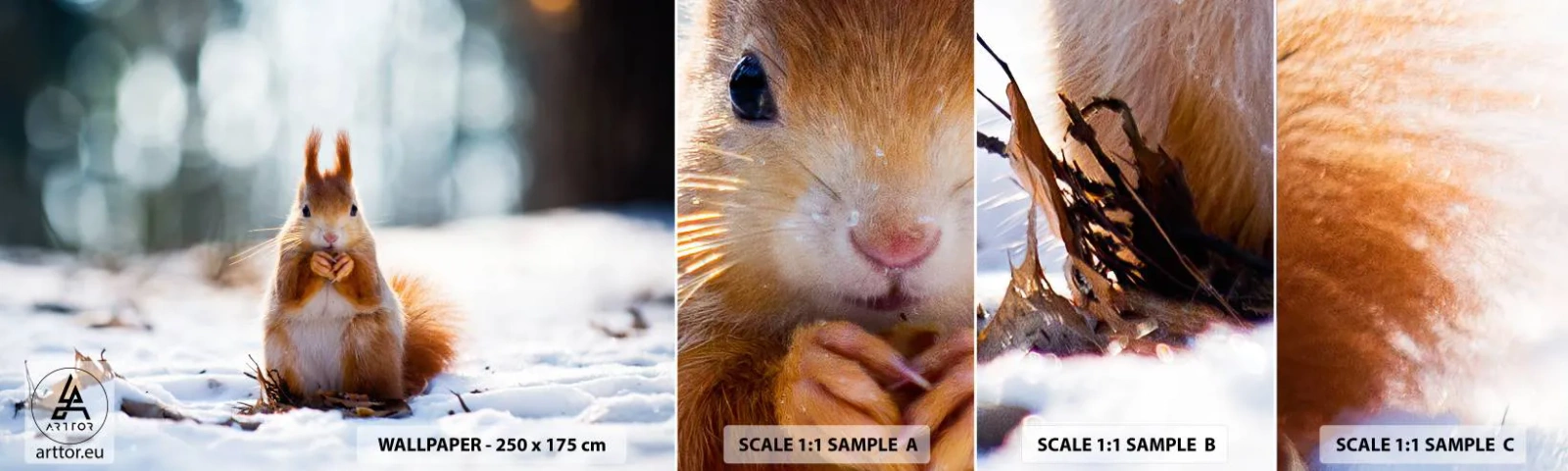 Échantillon de Papier Peint Autocollant Deluxe Sticker - Qu'est ce que tu regardes comme ça? - Animaux, Écureuil, Hiver - 100x30 cm