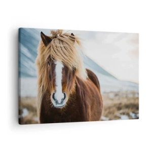 Impression sur toile - Image sur toile - Cheval islandais dans un paysage de montagne - 70x50cm - Sentez-vous la liberté ? - Décoration murale moderne pour le salon et la chambre ARTTOR