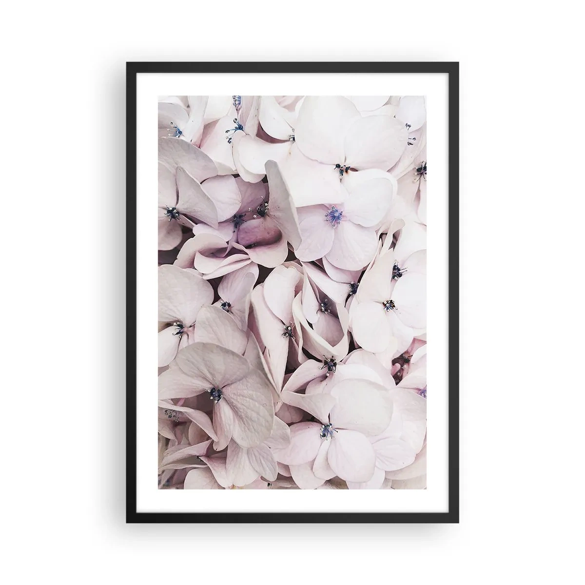 Affiche dans un cadre noir - Poster - Gros plan d'hortensias pastel délicats - 50x70cm - Dans un flot de fleurs - Décoration murale moderne pour le salon et la chambre ARTTOR