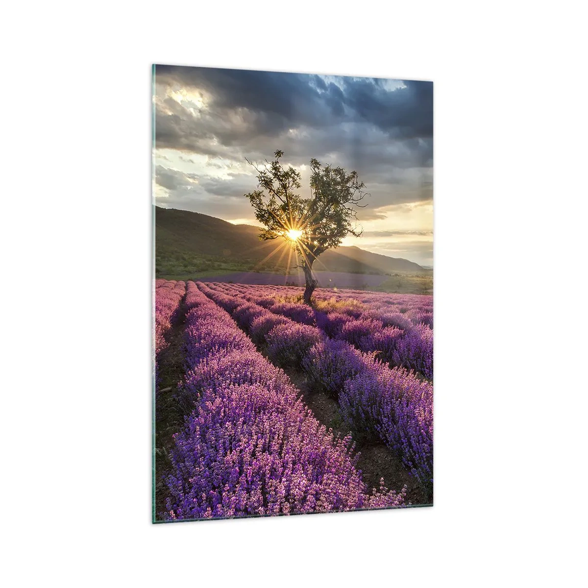 Impression sur verre - Image sur verre - Un champ de lavande avec un arbre solitaire au coucher du soleil - 70x100cm - Arôme de couleur lilas - Décoration murale moderne pour le salon et la chambre ARTTOR