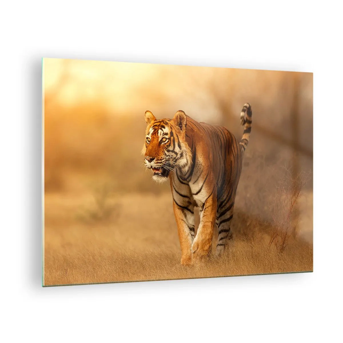 Impression sur verre - Image sur verre - Tigre dans une lumière dorée sur fond de savane sèche - 70x50cm - Avant l'attaque - Décoration murale moderne pour le salon et la chambre ARTTOR