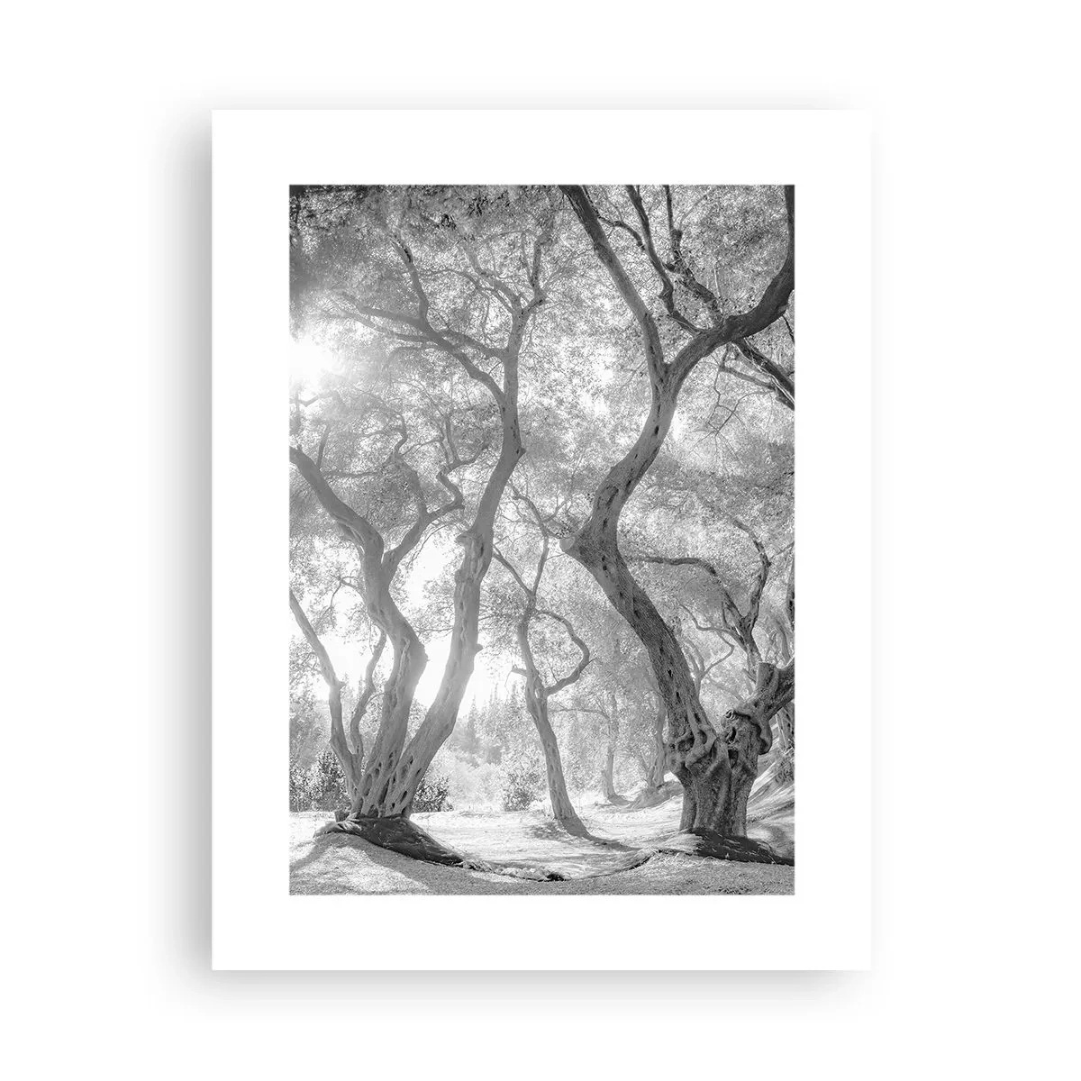 Affiche - Poster - Dans l'oliveraie - 30x40 cm