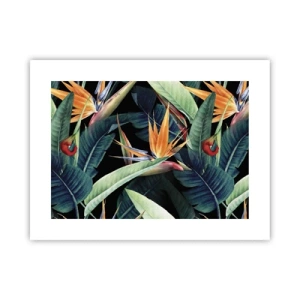 Affiche - Poster - Fleurs flamboyantes des tropiques - 40x30 cm