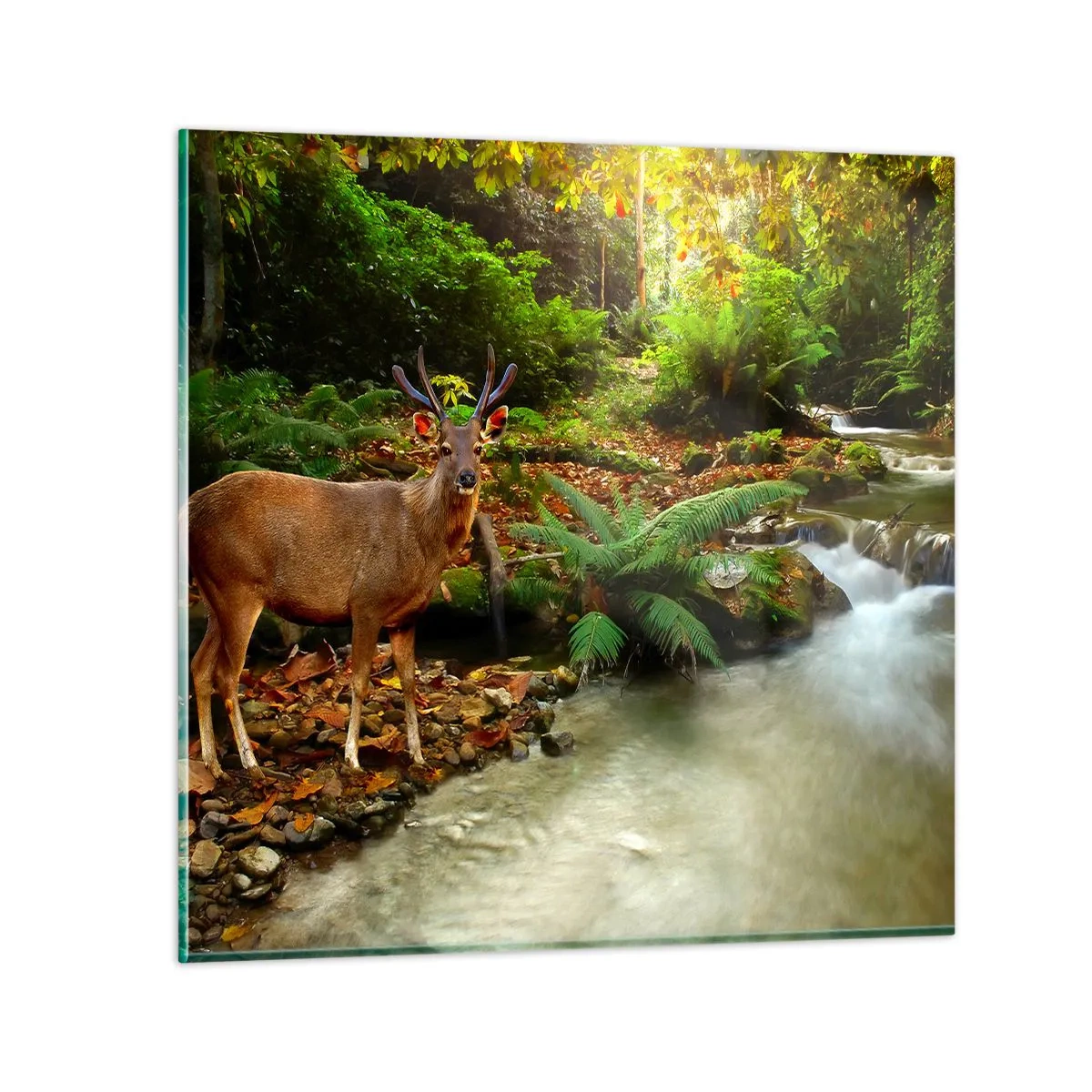 Impression sur verre - Image sur verre - Bienvenue dans mon monde - 50x50 cm