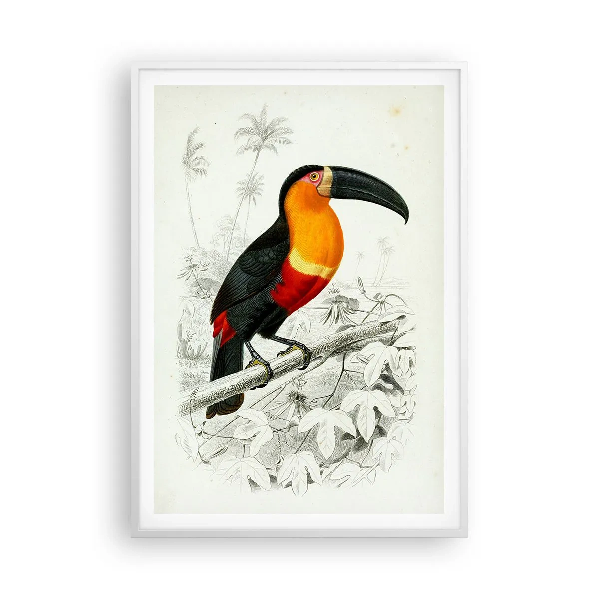 Affiche dans un cadre blanc - Poster - Couleurs des oiseaux - 70x100 cm