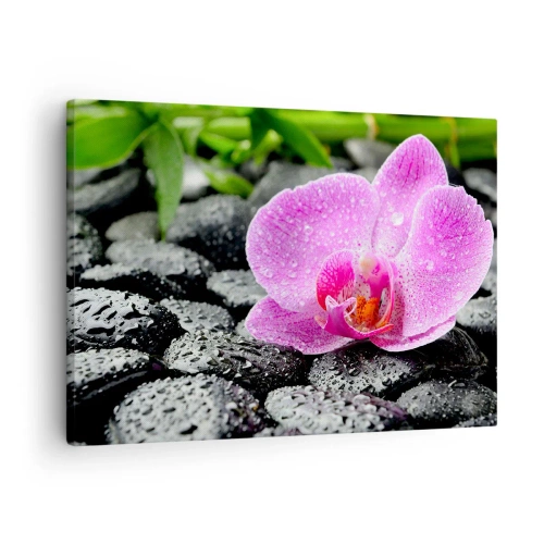 Impression sur toile - Image sur toile - Orchidée rose sur des pierres noires humides avec des feuilles vertes - 70x50cm - Comme un coeur ouvert - Décoration murale moderne pour le salon et la chambre ARTTOR