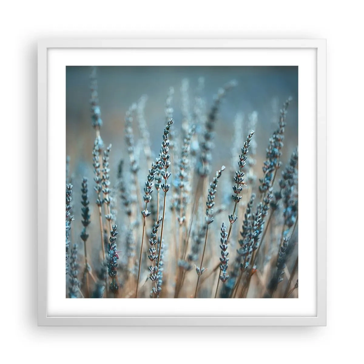 Affiche dans un cadre blanc - Poster - Tige odorante - 50x50 cm