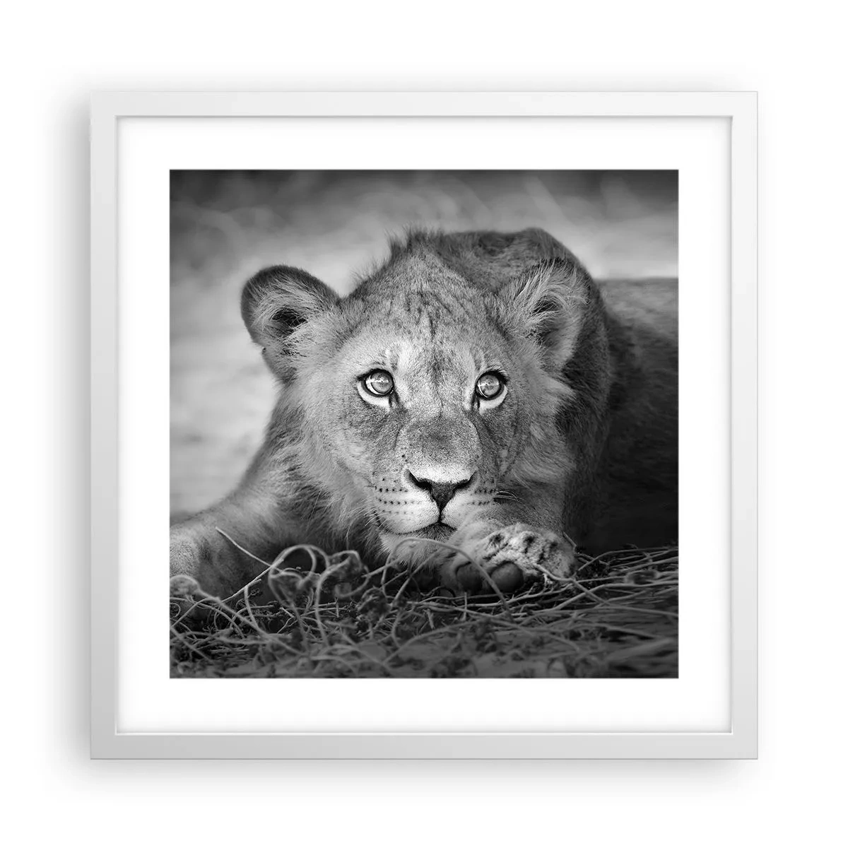 Affiche dans un cadre blanc - Poster - Chiot royal - 40x40 cm