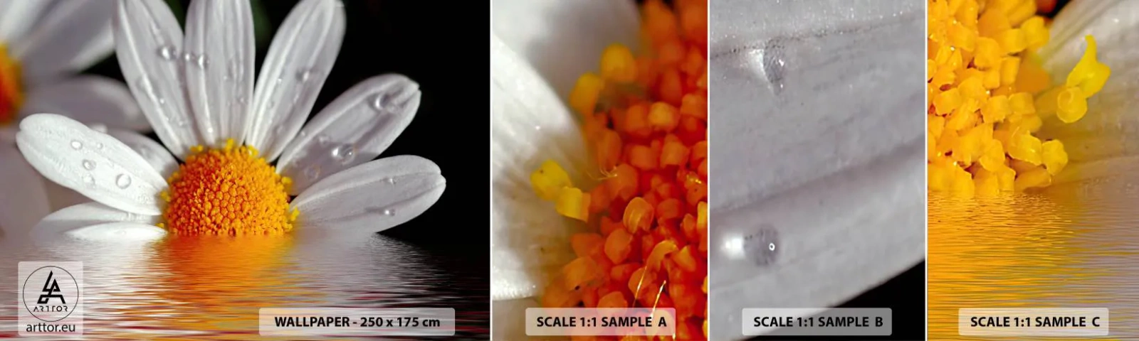 Échantillon De Papier Peint Standard Eco - Le soleil levant des marguerites - Fleur, Camomille, Nature - 100x30 cm