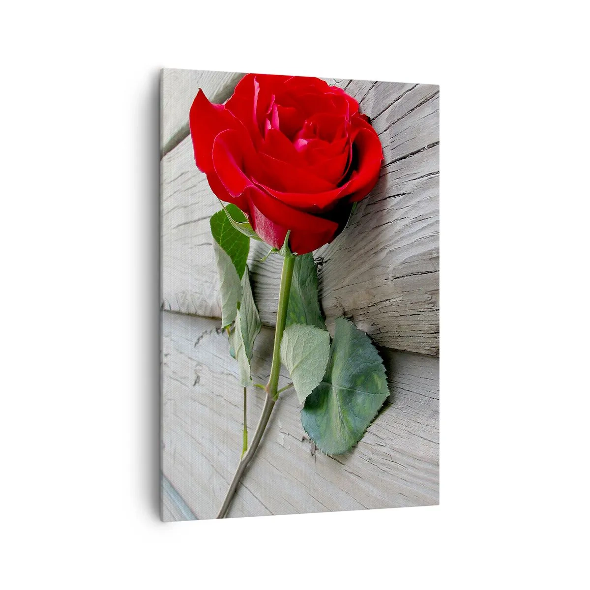 Impression sur toile - Image sur toile - Rose rouge sur fond de bois - 70x100cm - Étude écarlate - Décoration murale moderne pour le salon et la chambre ARTTOR