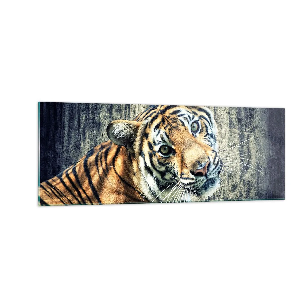 Impression sur verre - Image sur verre - Un tigre couché contre un mur à la texture rugueuse - 140x50cm - Portrait dans les flots de lumière - Décoration murale moderne pour le salon et la chambre ARTTOR