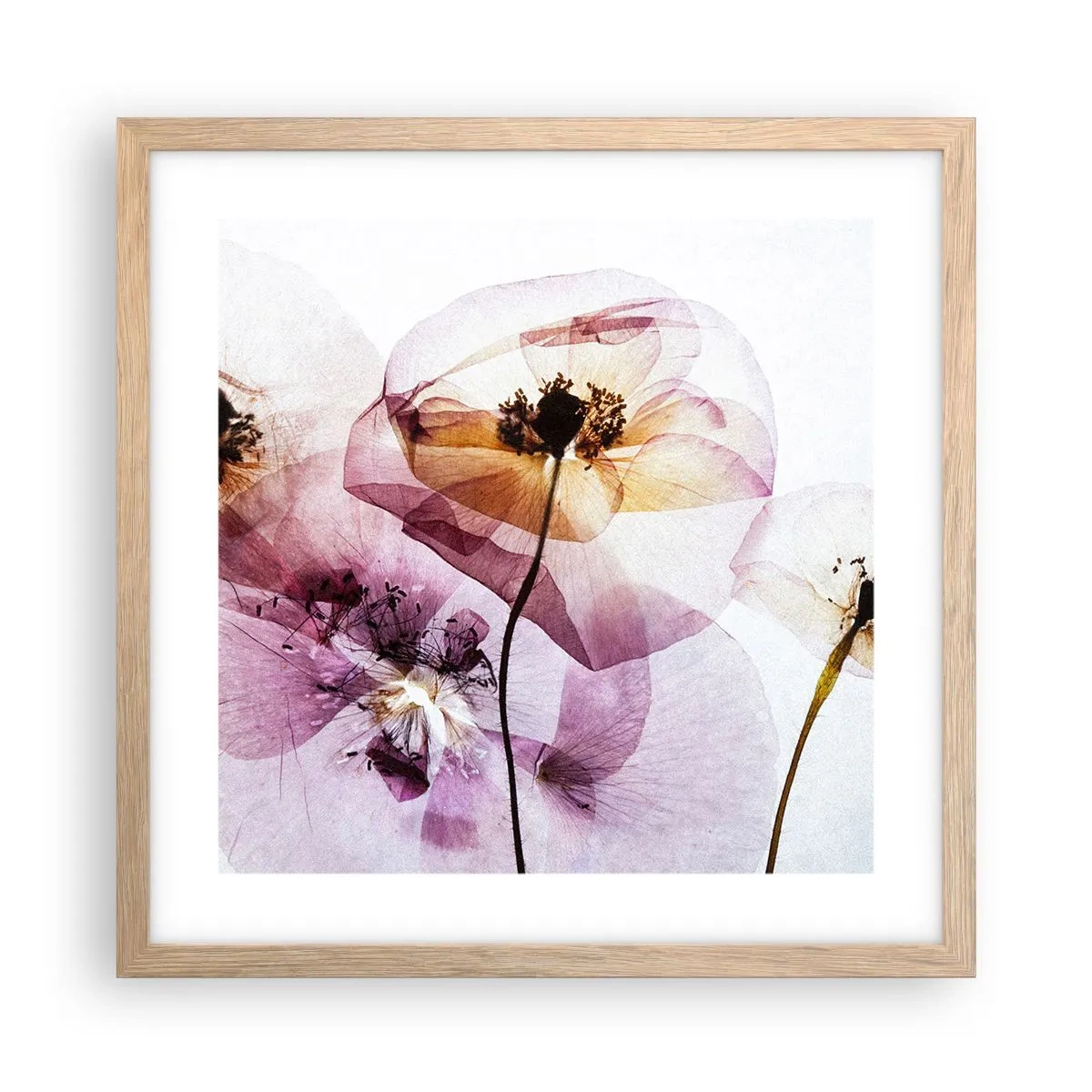 Affiche dans un chêne clair - Poster - Corps de fleurs transparente - 40x40 cm