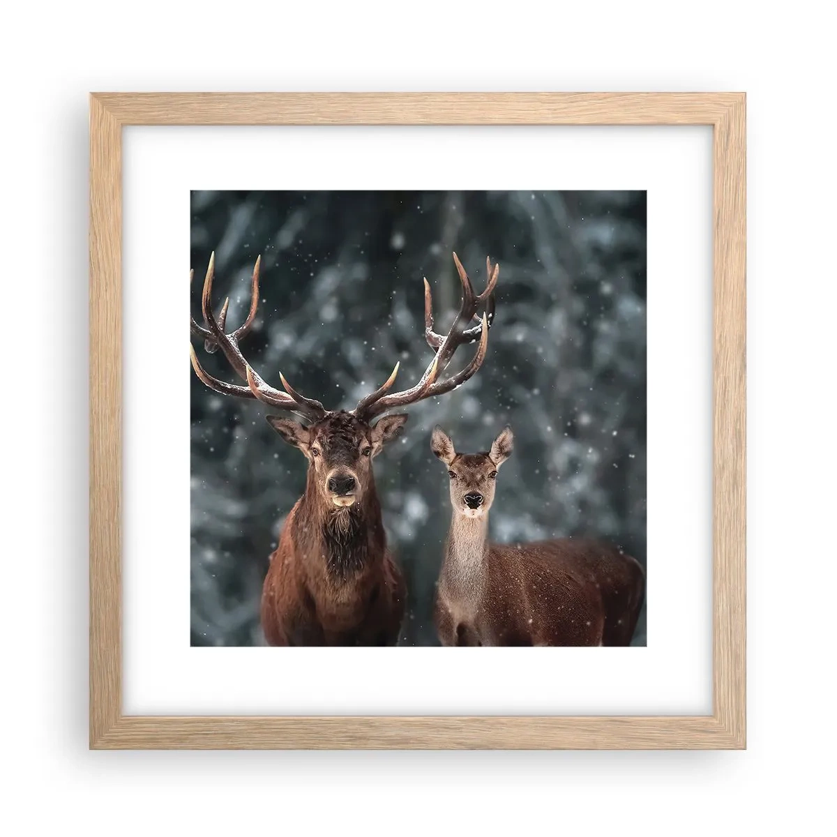 Affiche dans un chêne clair - Poster - Le roi de la forêt avec sa femme - 30x30 cm