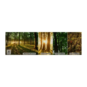Échantillon de Papier Peint Premium Sand - Toutes les photographies de printemps - Paysage, Forêt, Nature - 100x30 cm