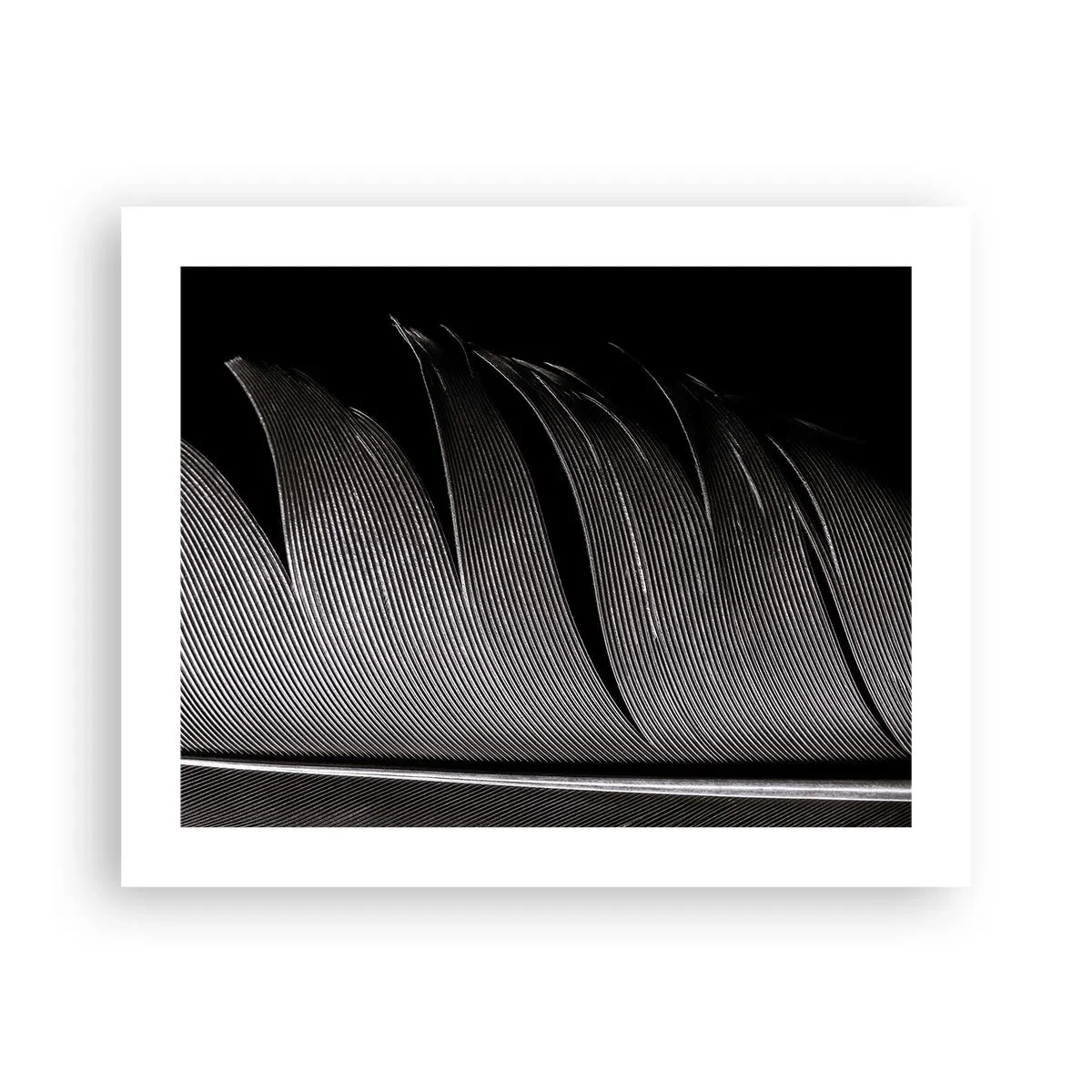 Affiche - Poster - La plume – un design magnifique - 50x40 cm