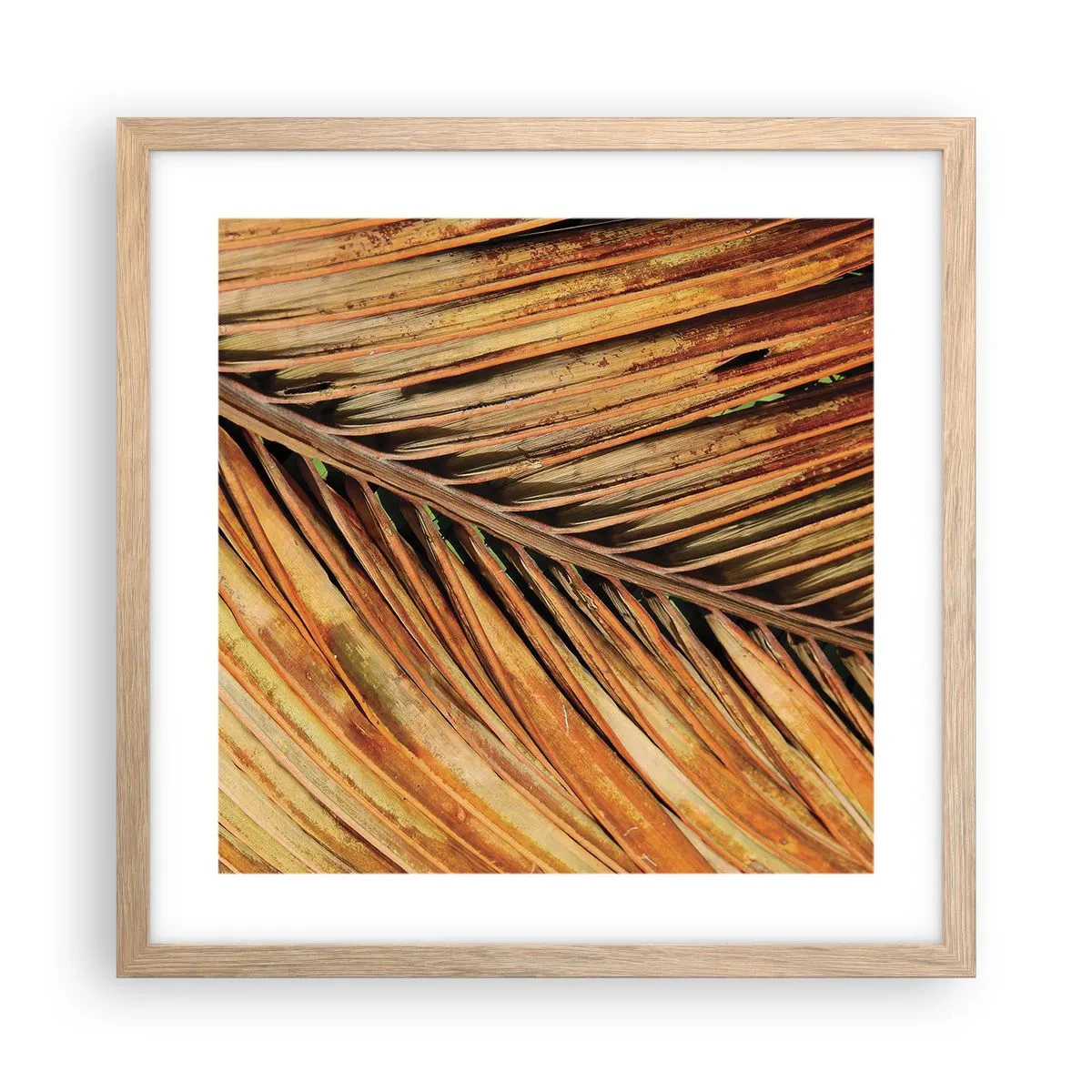 Affiche dans un chêne clair - Poster - Or de noix de coco - 40x40 cm