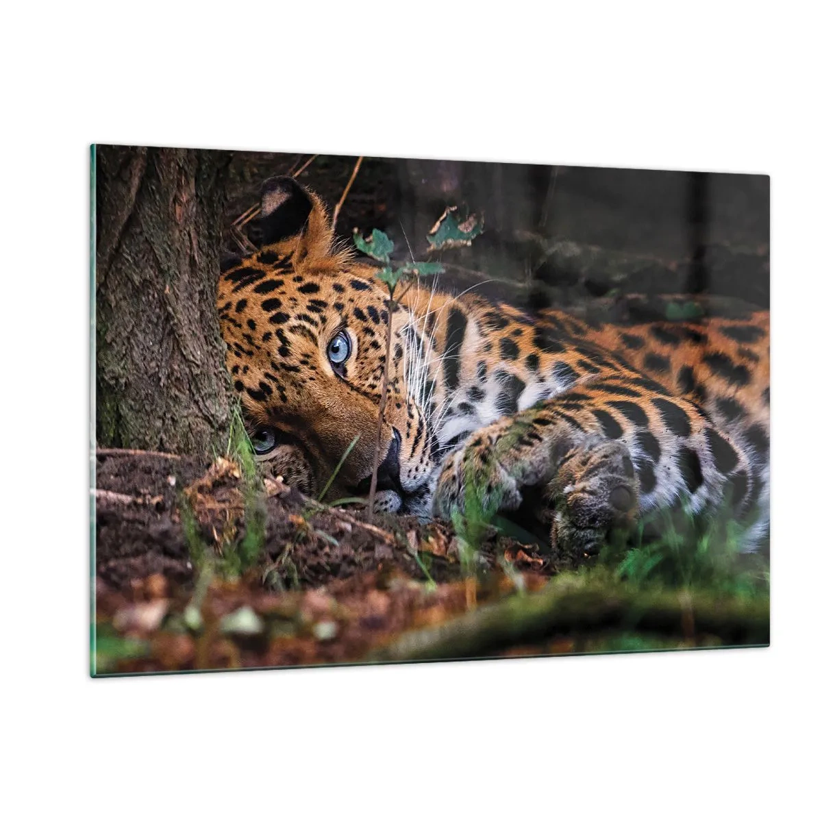 Impression sur verre - Image sur verre - Un jaguar allongé sur le sol, regardant calmement la caméra. - 120x80cm - Fais-moi confiance - Décoration murale moderne pour le salon et la chambre ARTTOR