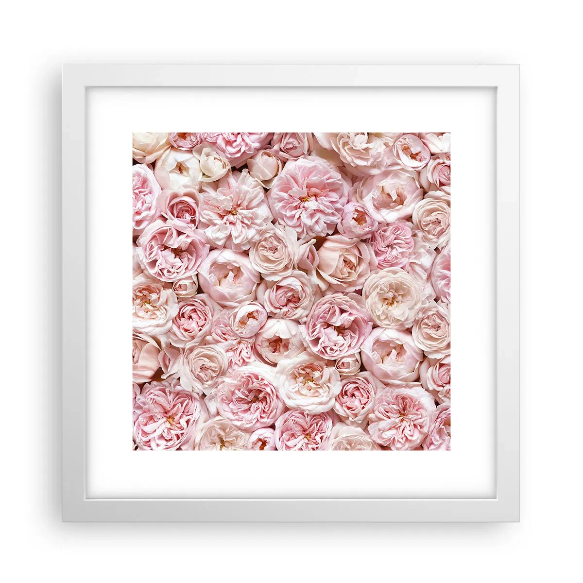 Affiche dans un cadre blanc - Poster - Un lit de roses - 30x30 cm