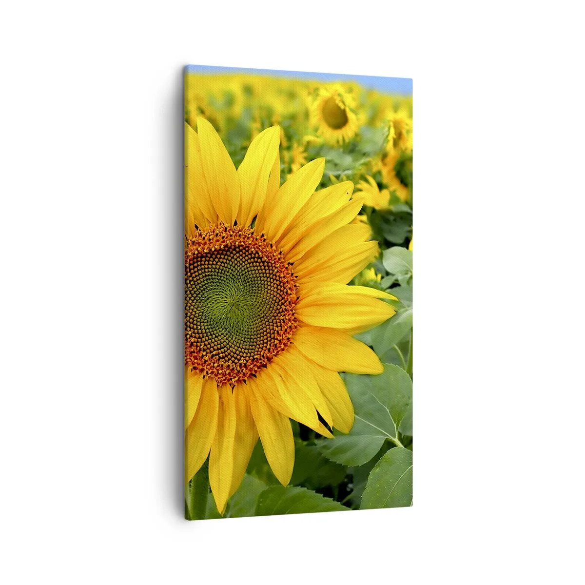 Impression sur toile - Image sur toile - Des centaines de soleils se sont embrasés - 45x80 cm