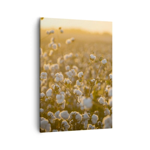 Impression sur toile - Image sur toile - Un champ de coton dans la chaude lumière du soleil couchant - 50x70cm - Champ moelleux - Décoration murale moderne pour le salon et la chambre ARTTOR