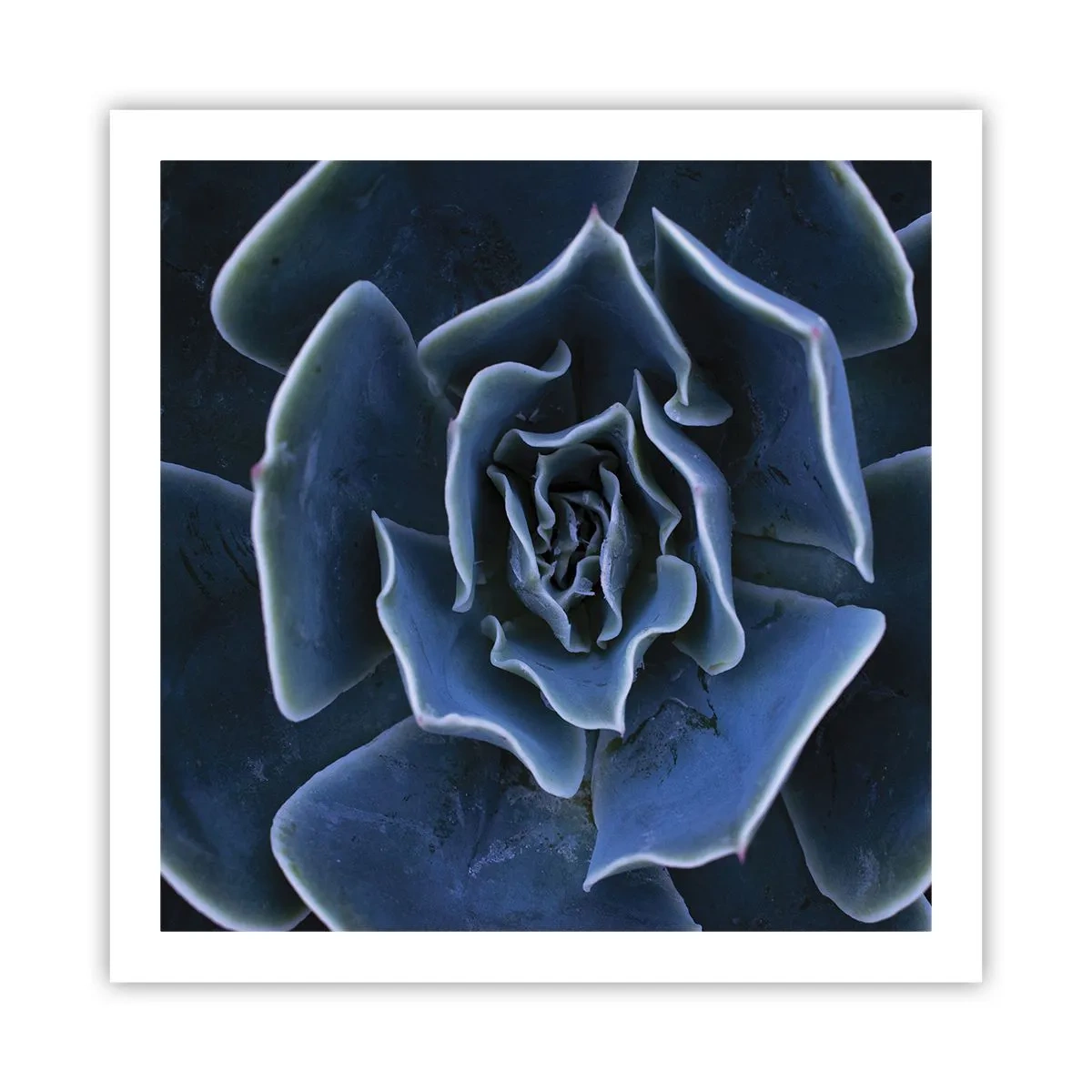 Affiche - Poster - Fleur du désert - 60x60 cm