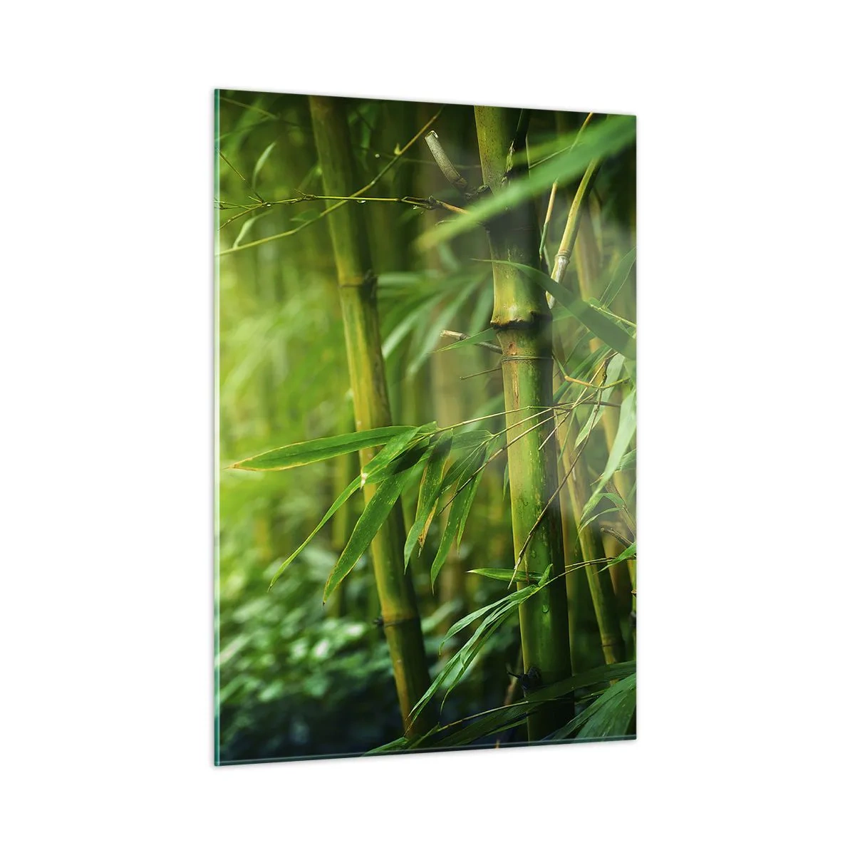 Impression sur verre - Image sur verre - Forêt de bambous verts au soleil - 50x70cm - Apprenez à connaître le vert lui-même - Décoration murale moderne pour le salon et la chambre ARTTOR