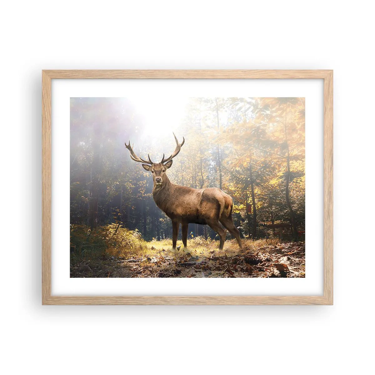 Affiche dans un chêne clair - Poster - Toute sa majesté - 50x40 cm