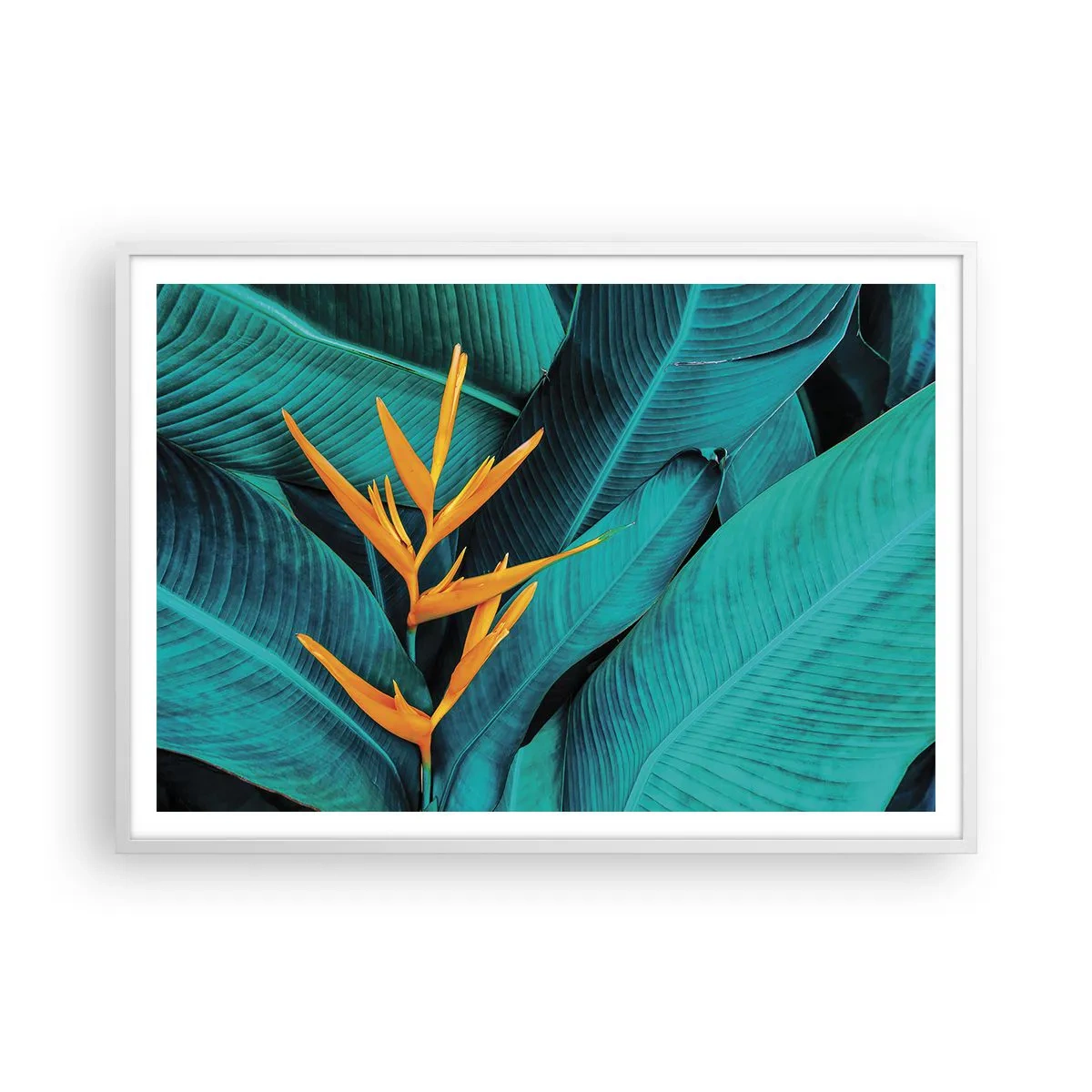 Affiche dans un cadre blanc - Poster - Fleur d'Eden - 100x70 cm