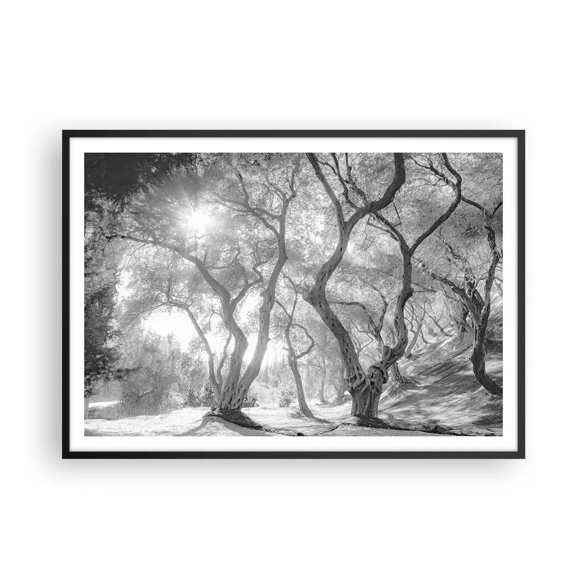 Affiche dans un cadre noir - Poster - Vue en noir et blanc d'arbres dans une oliveraie avec des rayons de soleil - 100x70cm - Dans l'oliveraie - Décoration murale moderne pour le salon et la chambre ARTTOR