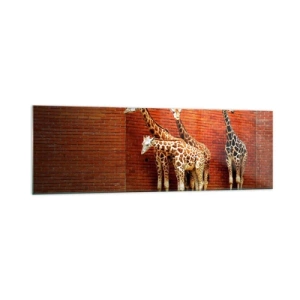 Impression sur verre - Image sur verre - Quatre girafes contre un mur de briques dans un décor artistique - 160x50cm - Voyez-vous des acacias ? - Décoration murale moderne pour le salon et la chambre ARTTOR
