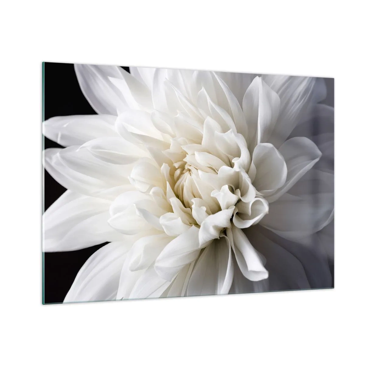 Impression sur verre - Image sur verre - Gros plan d'un dahlia blanc sur fond noir et gris - 100x70cm - Le matin de la jeune mariéé - Décoration murale moderne pour le salon et la chambre ARTTOR