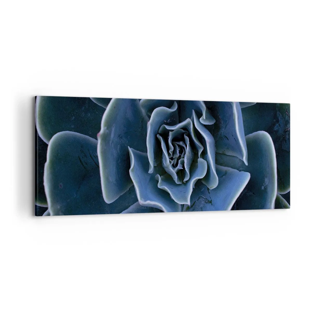 Impression sur toile - Image sur toile - Gros plan d'une rosette succulente verte - 120x50cm - Fleur du désert - Décoration murale moderne pour le salon et la chambre ARTTOR