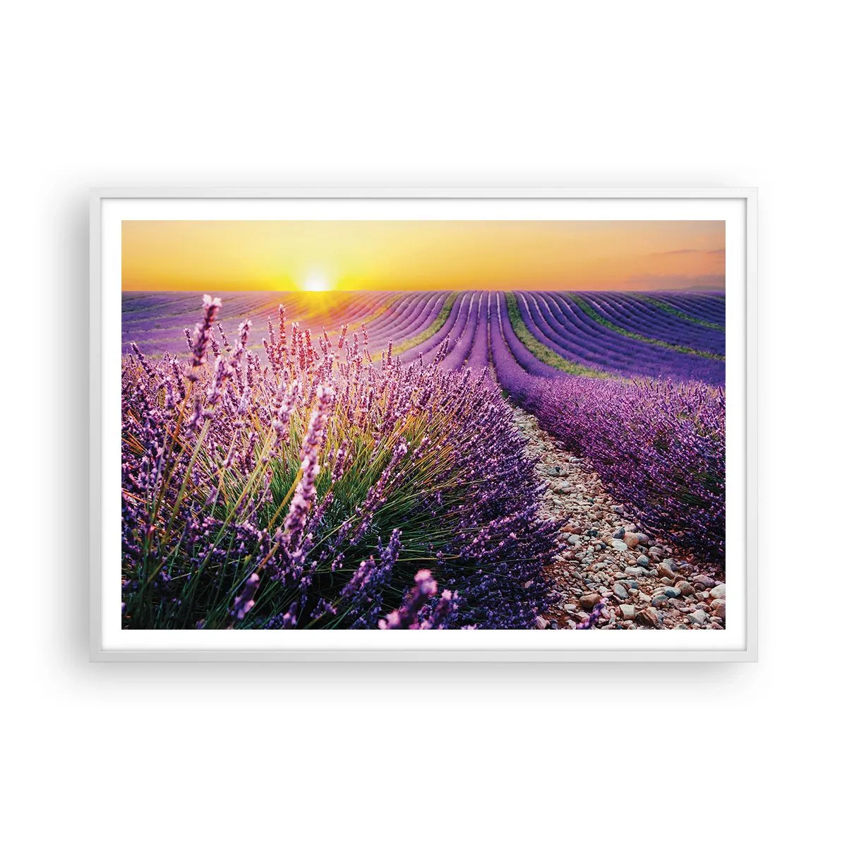 Affiche dans un cadre blanc - Poster - Tige parfumée - 100x70 cm